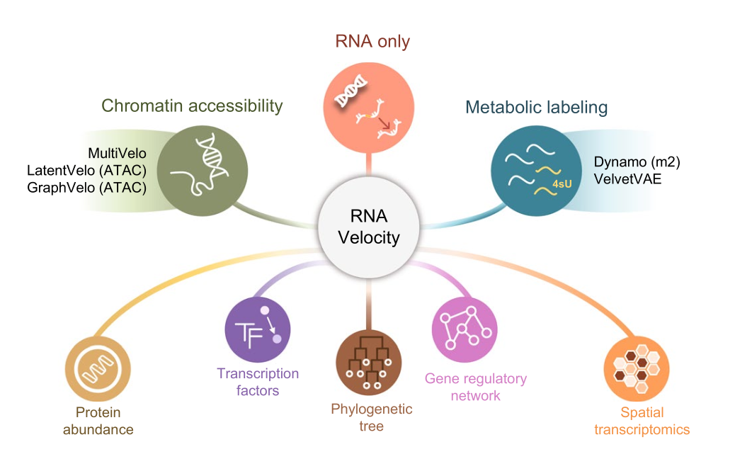 RNA Velocity Benchmark